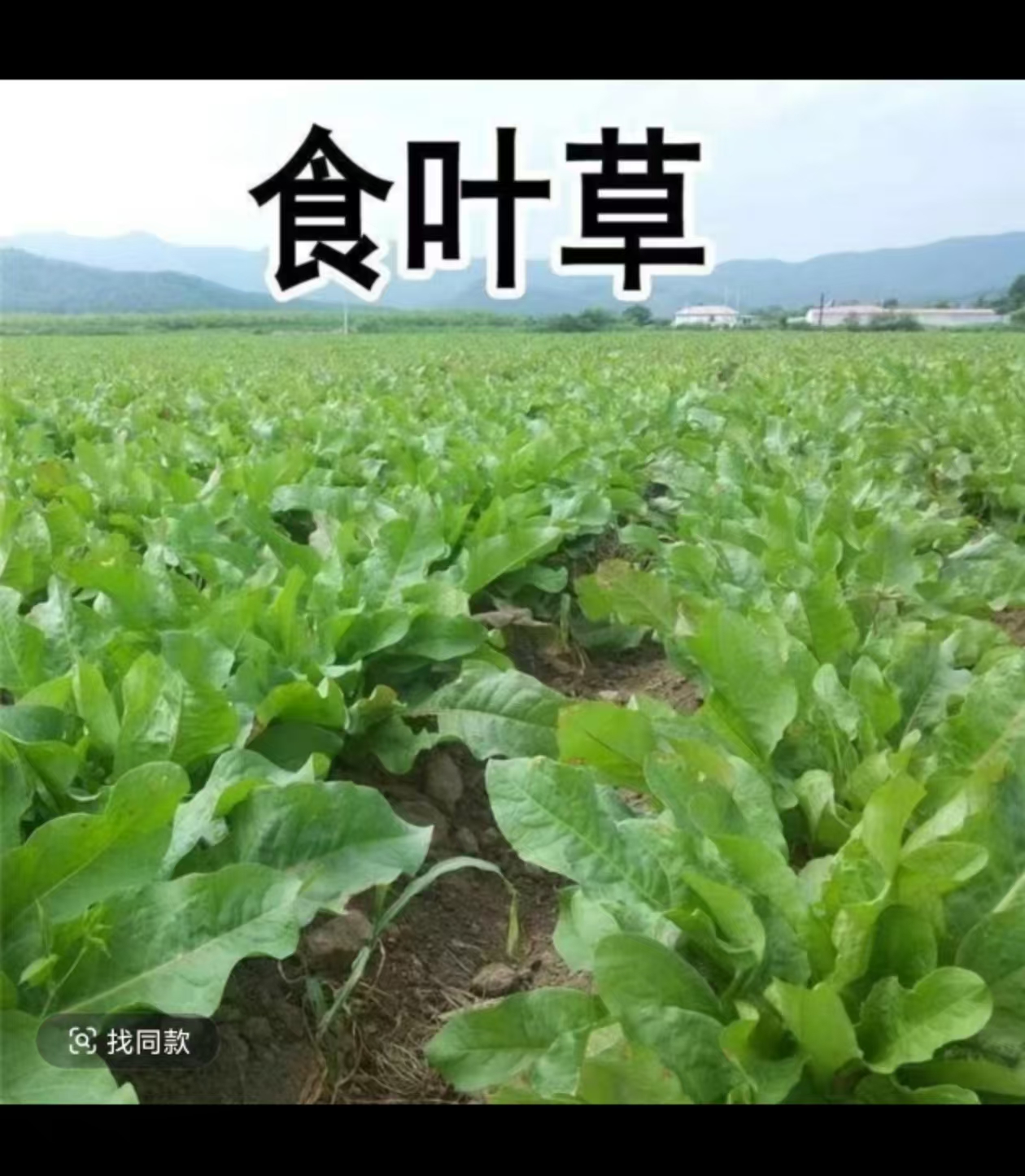 农业板块   食叶草  黄棒菜